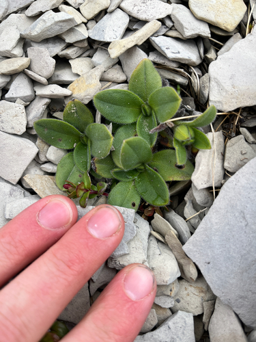 Myosotis traversii, photograph 4