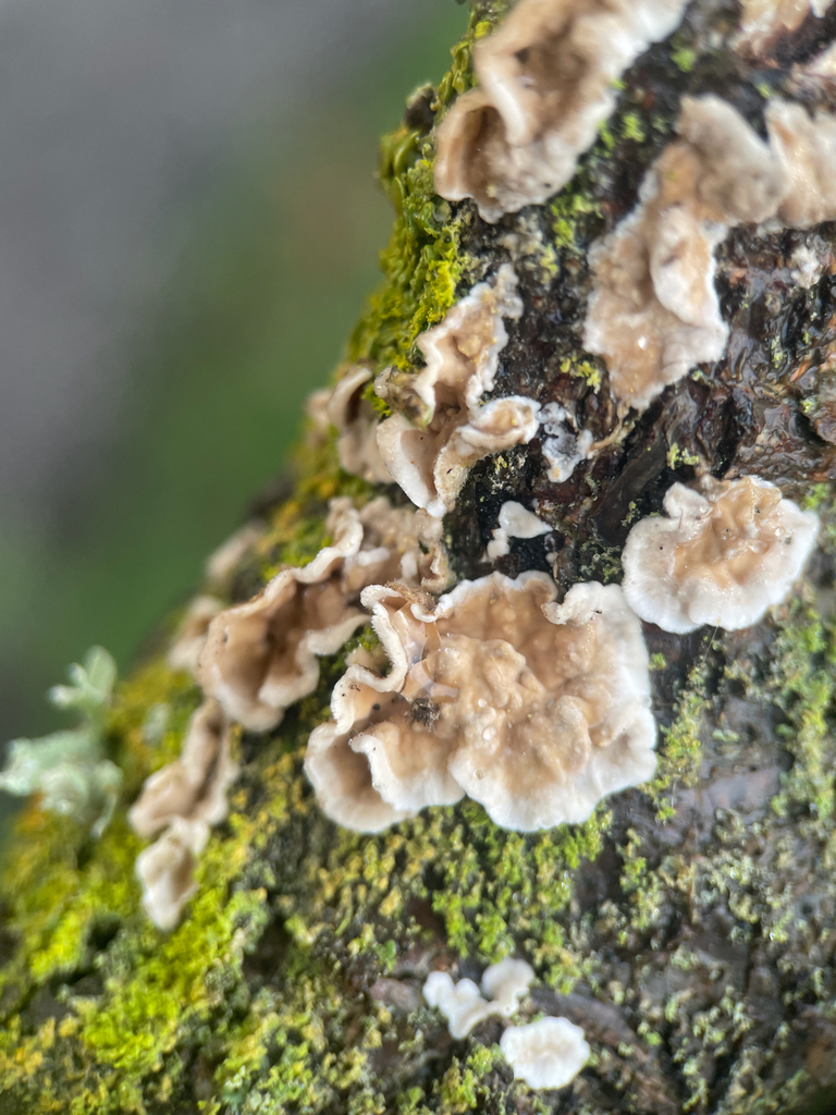 Stereum ochraceoflavum · November 2025 · photo: © ethologist (iNaturalist, cc-by)