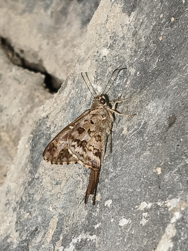 Dorantes Longtail (Cecropterus dorantes)