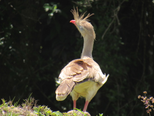 Red-legged Seriema