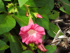 Ipomoea peteri