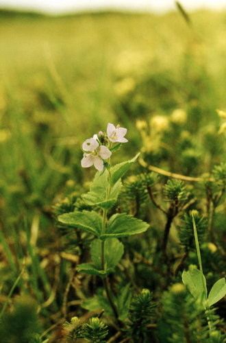 Steller's American Alpine speedwell (Veronica stelleri)