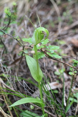 Pterostylis oliveri