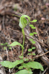 Pterostylis oliveri
