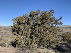 Juniperus arizonica