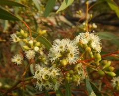 Eucalyptus largiflorens