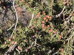 Juniperus arizonica