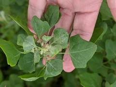Chenopodium oahuense