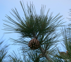Pinus torreyana