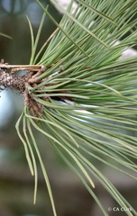Pinus torreyana