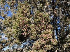 Juniperus arizonica
