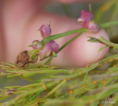Rhopalomyia californica