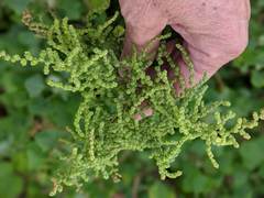 Chenopodium oahuense