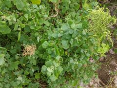 Chenopodium oahuense