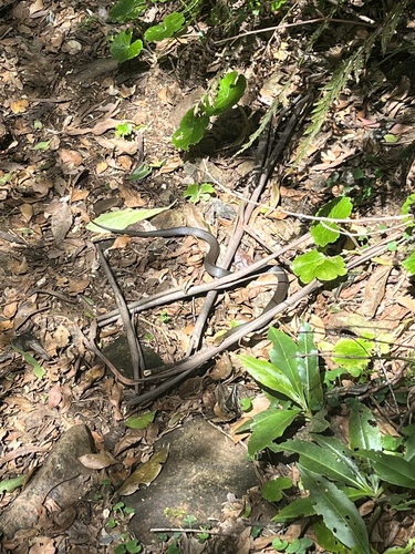 Marsh Snake sighting