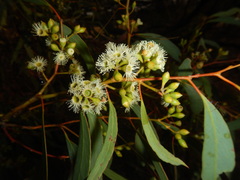 Eucalyptus largiflorens