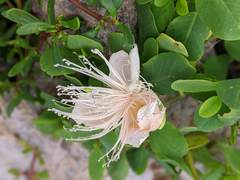 Capparis sandwichiana
