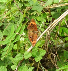 Junonia neildi varia