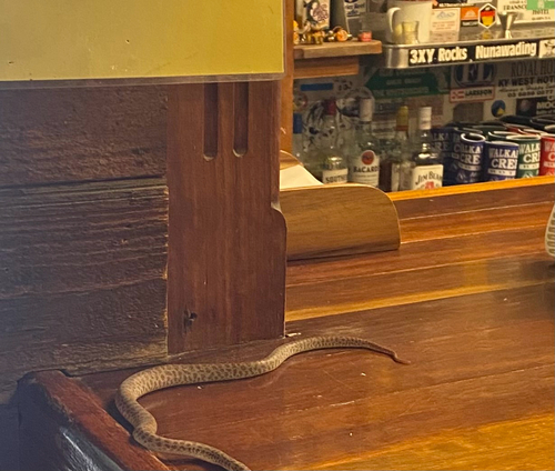 Children's Python sighting