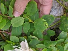 Capparis sandwichiana
