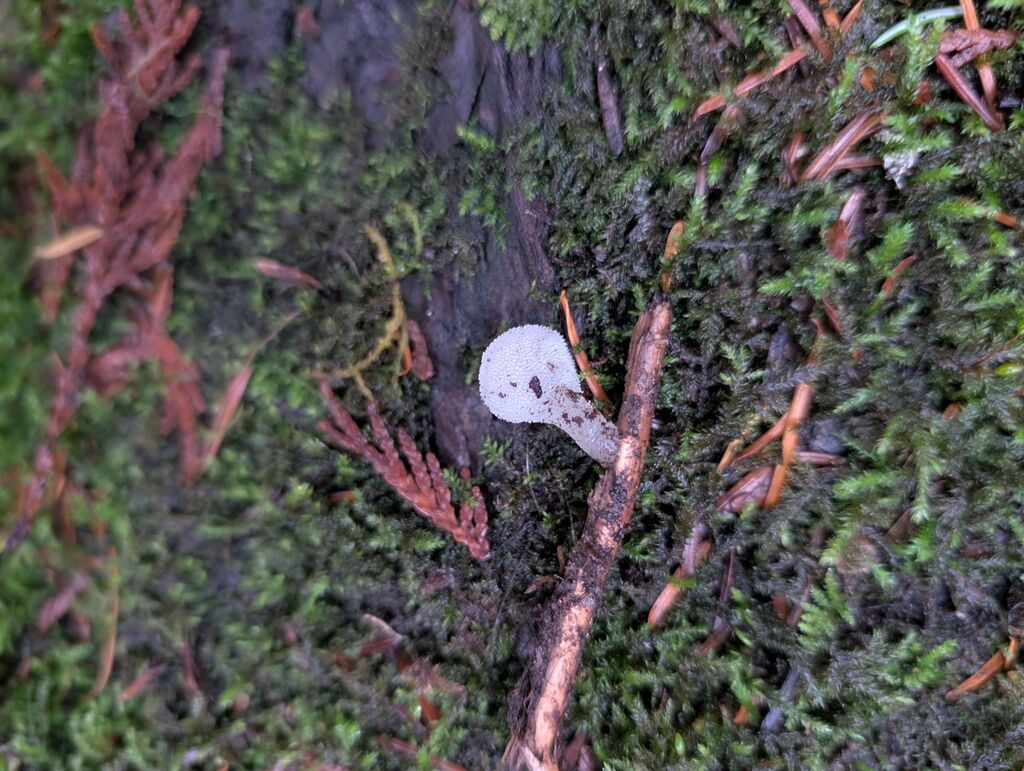 Pseudohydnum sp. 'PNW01' · November 2025 · photo: © michaelshan (iNaturalist, cc-by-nc)
