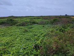 Capparis sandwichiana