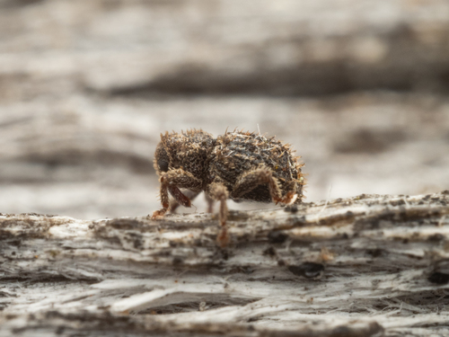 Microcryptorhynchus, 2025-11-21