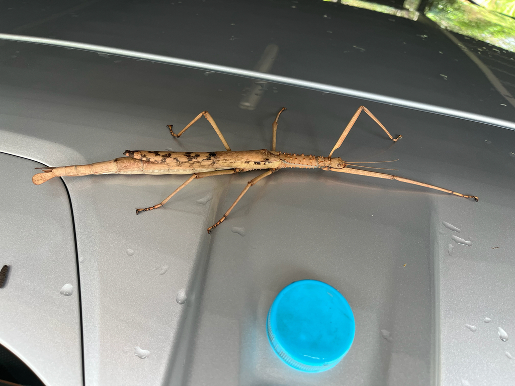 Giant Spiny Acrophylla from Pacey Rd, Upper Brookfield, QLD, AU on ...