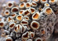 Brigantiaea chrysosticta