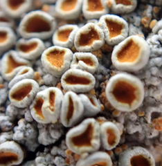 Brigantiaea chrysosticta