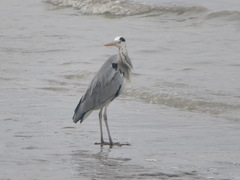 Ardea cinerea