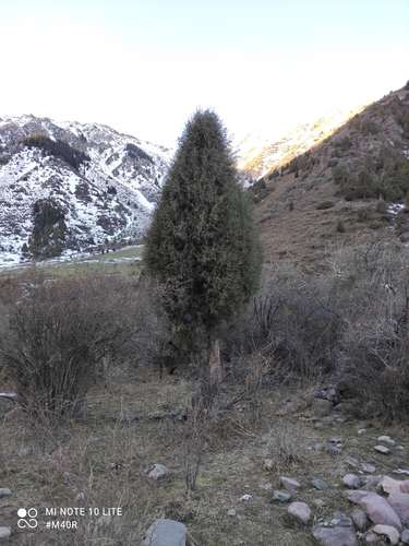 Himalayan pencil juniper (Juniperus semiglobosa)