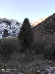 Juniperus semiglobosa, photograph (c) Михаил Орлов, some rights reserved (CC BY)