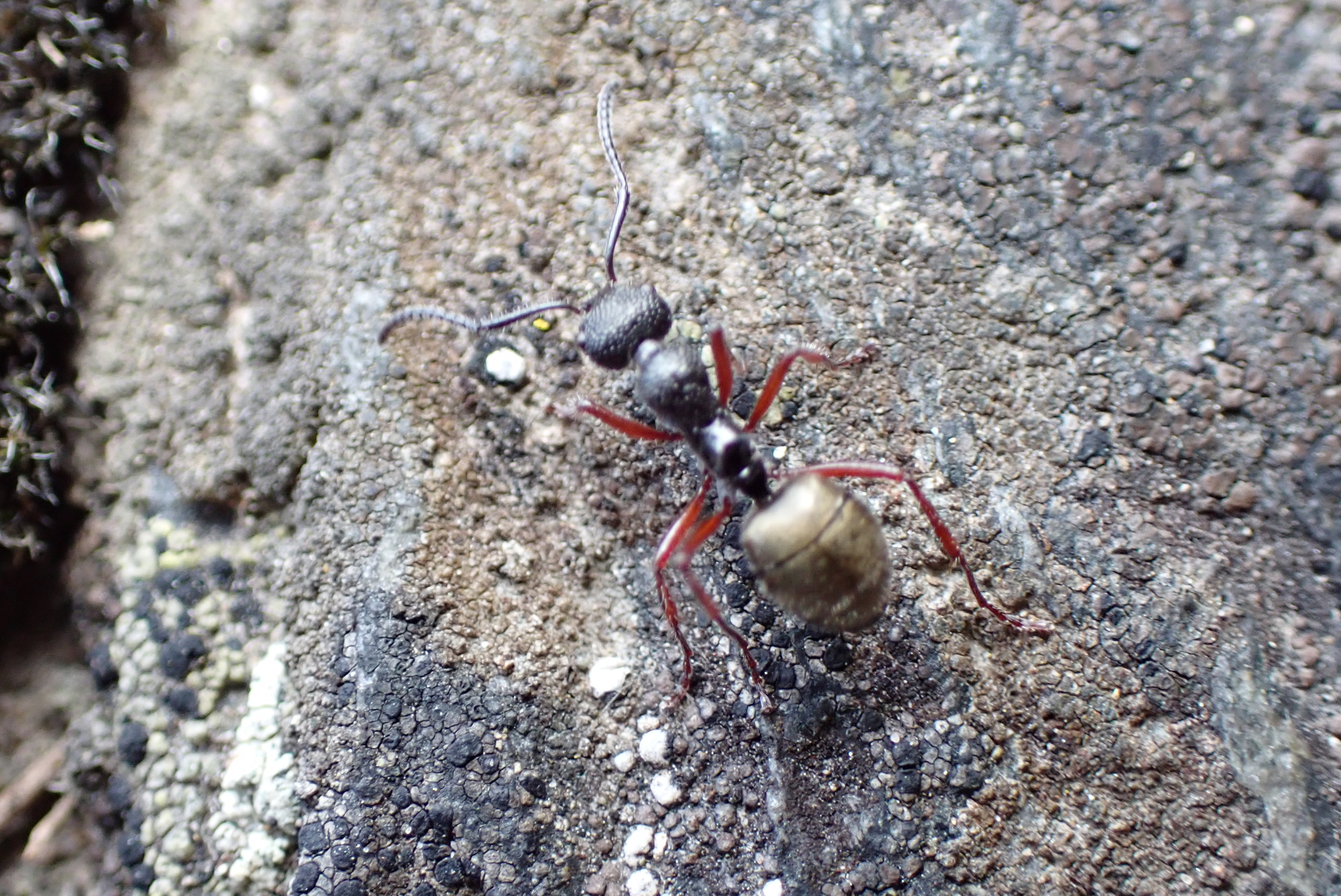 Dolichoderus angusticornis