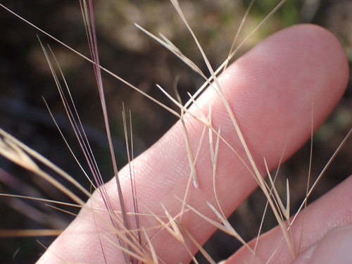 Aristida longiseta, 2025-11-29