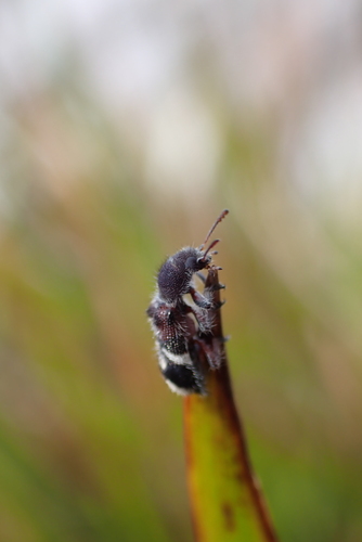 Blackburniella, 2025-11-29