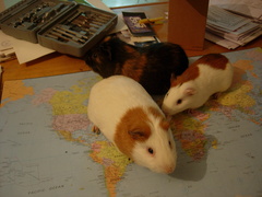 Cavia porcellus