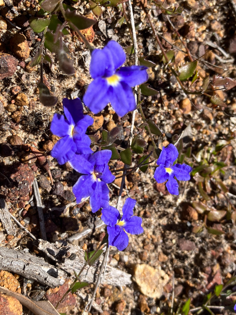 Goodenia leptoclada