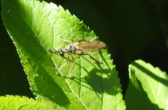 Dioctria
