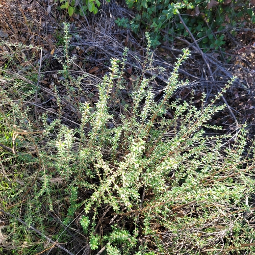 Yellow Bush Penstemon foliage