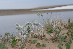 Artemisia lagopus