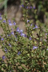 Salvia stenophylla