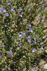 Salvia stenophylla