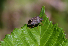 Holcostethus abbreviatus
