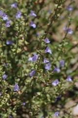 Salvia stenophylla