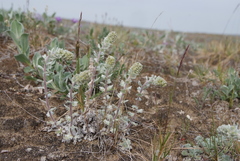 Artemisia lagopus