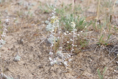 Artemisia lagopus
