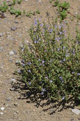 Salvia stenophylla