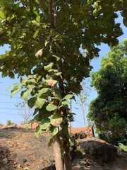 Magnoliopsida