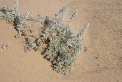Artemisia lagopus